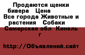 Продаются щенки бивера › Цена ­ 25 000 - Все города Животные и растения » Собаки   . Самарская обл.,Кинель г.